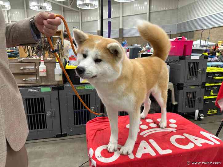Old Fort Cluster Dog Shows returns to Allen County War Memorial Coliseum
