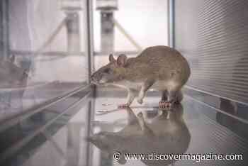 While Not as Cute as Dogs, Giant Rats Are Excellent at Sniffing Out Illicit Goods