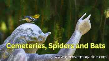 Bats, Spiders and Cemeteries