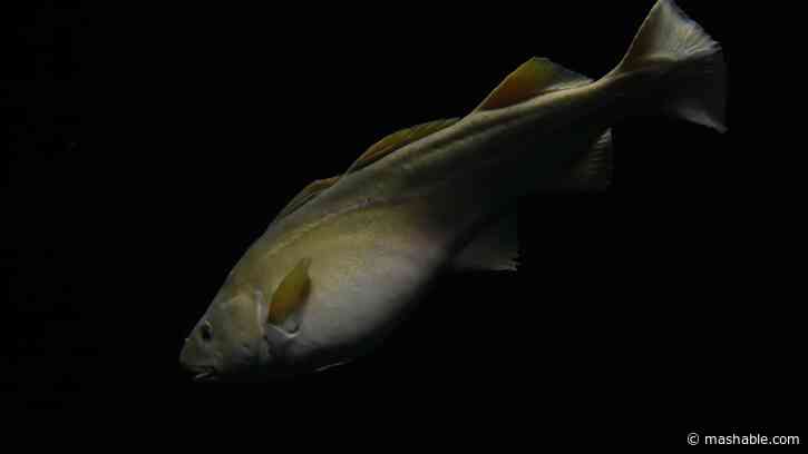 Scientists witness stunning, unprecedented carnage in the ocean
