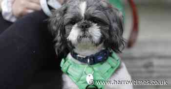 The charity behind The Dog House TV show celebrates a century of caring for pets