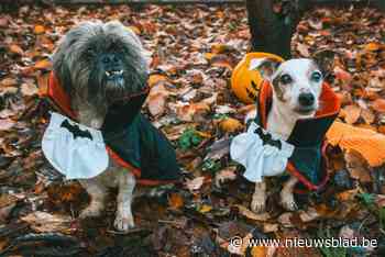 Asielhonden krijgen schattige Halloween-pakjes aangemeten, maar sturen tegelijk een serieuze boodschap uit