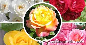 Some of the world’s favourite roses on offer from You Garden