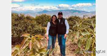 Veel kleine avocado's in Ecuador