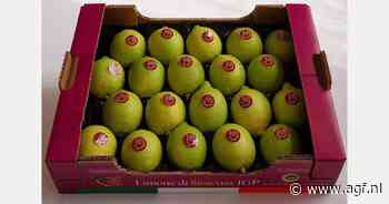 Veel problemen, maar Siciliaanse citroensector volhardt