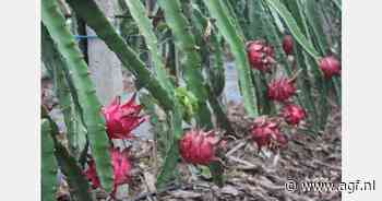 Terughoudende markt voor rood dragonfruit in China