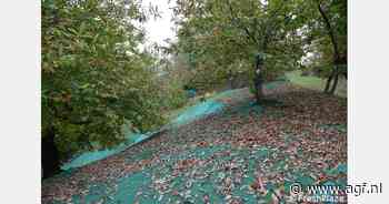 Kastanjes oogsten met netten is veel efficiënter