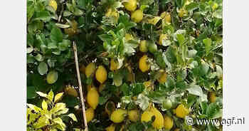 Verkeer belemmerd in Valencia, kaki-oogst in het water en citroenpercelen in Málaga overstroomd