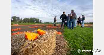 "Grote groeikansen voor de pompoenmarkt in Noordwest-Europa"