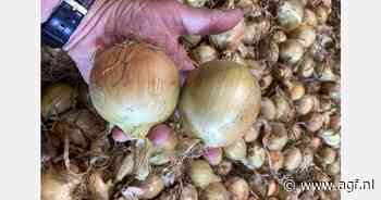 "Exportkansen voor Nieuw-Zeelandse uien in zowel Europa als Azië"