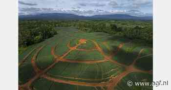 "Afhankelijkheid van import grondstoffen maakt ananasteelt in Costa Rica duurder"