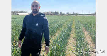 Verdubbeling Egyptisch areaal knoflook