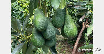 "Lage prijzen aan verward begin van Marokkaans avocadoseizoen"