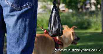 Hull council urges residents to report dog fouling and send in footage
