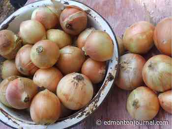 Growing Things: Peeling back the challenge of storing onions