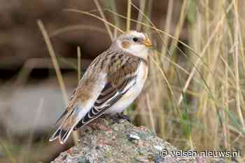 Vandaag in het Duin #33: Op zoek naar de sneeuwgors