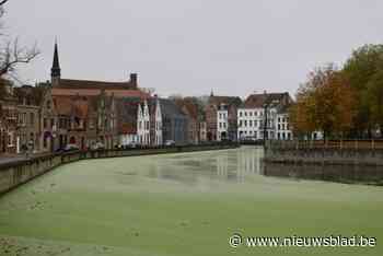 Groene drijflaag op Reien: “Maar geen gevaar voor mens en dier”