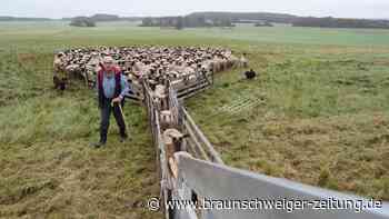 Schon wieder: Wölfe reißen in Lauingen 18 Schafe