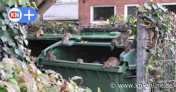 Rattenplage in Lübeck: Anwohner fühlen sich allein gelassen