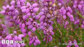 Delicate plant could return to ancient woodland