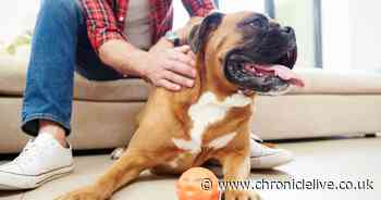 Dog and cat owners are convinced their pets can talk back to them, survey reveals