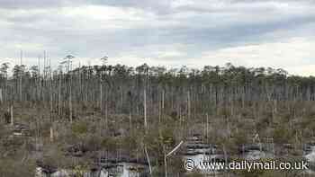 Haunting 'ghost forests' in North Carolina are visible from space - and the disturbing reason behind them