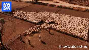 Andrew 'Twiggy' Forrest withdraws from renewable energy takeover of nation's largest sheep station