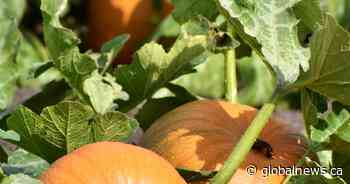 Your Saskatchewan photo of the day: November 2024