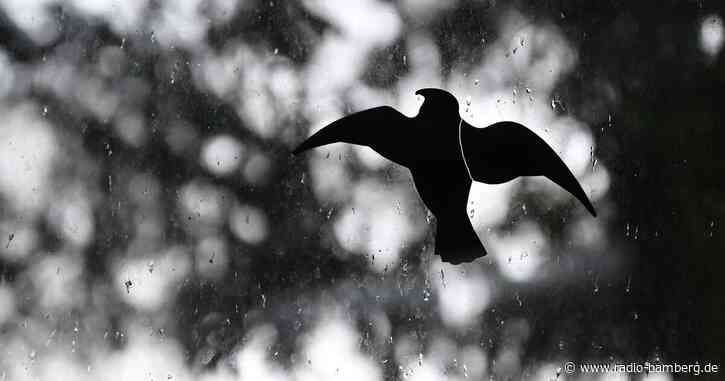 Menschen in Bayern sollen Vogeltod an Glasfassaden melden
