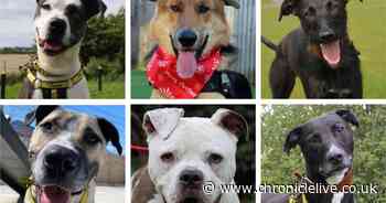 Meet the dogs still looking for loving homes after months in North East kennels - could you help?