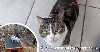 Hundreds of animals on ‘dire’ waiting list at sanctuary