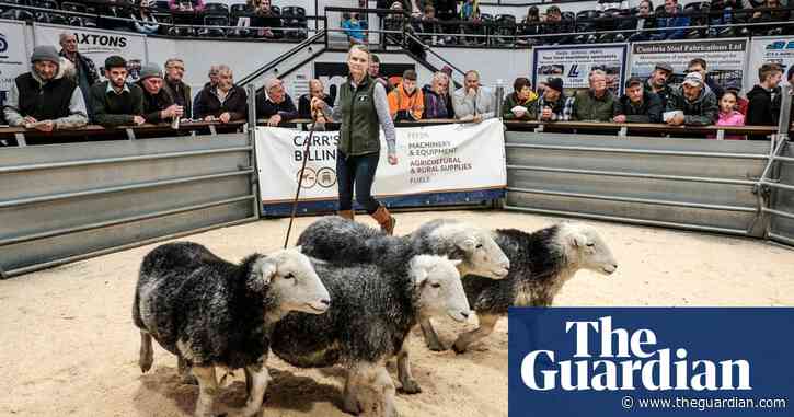 Country diary: A tense day at the sheep auction | Andrea Meanwell