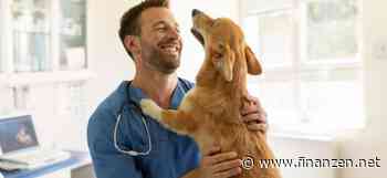 Tierarztkosten im Griff: Die Hundekrankenversicherung als Lösung