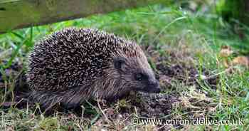 Hedgehog Bonfire Night plea as conservation status worsens
