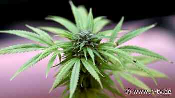 "Absolut geiles Gefühl": Erster Social Club bietet legales Cannabis an