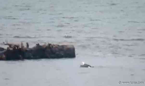 WATCH: Bald eagle shows off its butterfly stroke while fishing on Oregon Coast