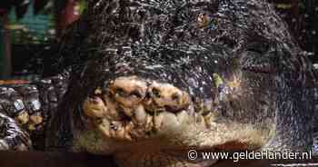 Grootste krokodil in gevangenschap overleden: Cassius was 5,5 meter lang en stokoud
