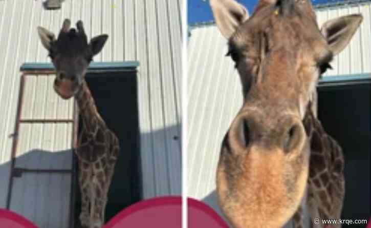 Zoo giraffe in Clovis leaving temporarily for breeding opportunity