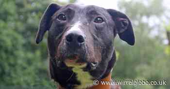 Wirral Globe dog of the week: Angus needs help to find a home for life