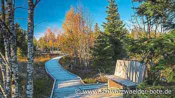 Auch in Schömberg und Nagold Thema: Sitzbänke im Wald - ein Auslaufmodell?