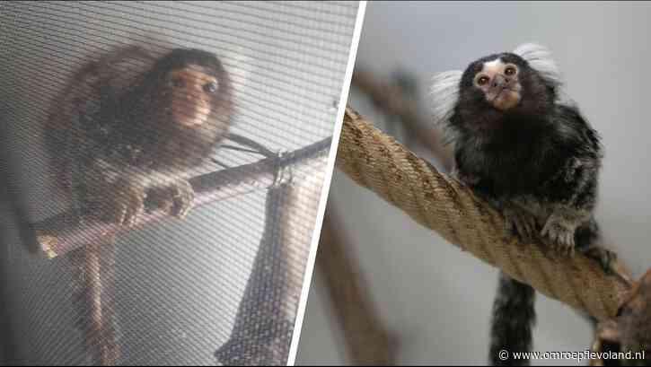 Almere - Verdriet bij Stichting AAP om overlijden aapje Seine, pleegmoeder voor andere aapjes