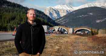 ‘Red patches on the road’: Alberta wildlife corridors reduce animal-car collisions