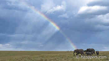 Essential Tips for Shooting Wildlife in Wet Weather