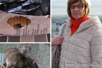 “Alsjeblieft gemeente, help ons. We houden dit niet uit”: Elsie (62) ten einde raad door hardnekkige rattenplaag