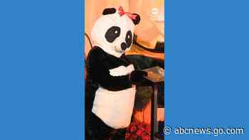 WATCH:  First lady wears panda costume as Bidens host Halloween at the White House