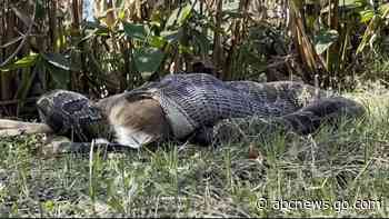WATCH:  Florida’s 'serial killer' python population is swallowing deer, gators