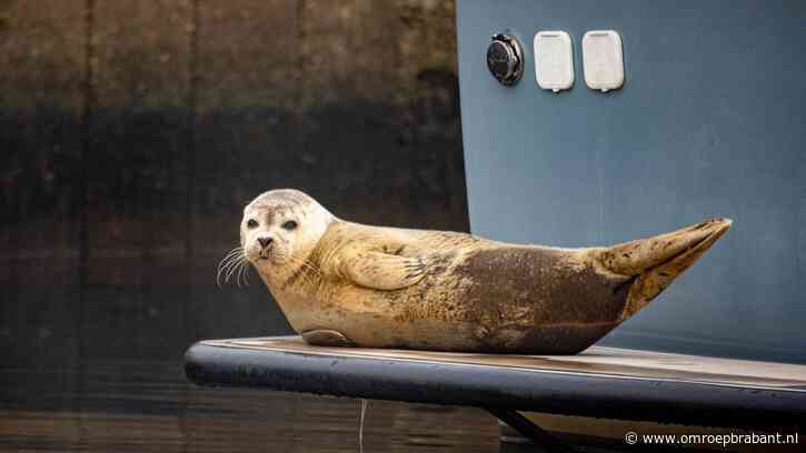 Zeehond zwemt plotseling door de haven van Drimmelen: 'Echt uniek'