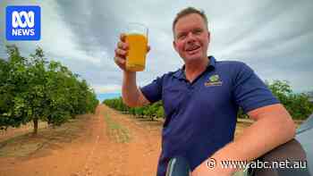 Orange juice price-hike hard on shoppers' pockets but good news for Aussie farmers