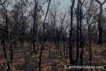 “The bush is ready to blow again”: Intelligent planning through the Indigenous Estate