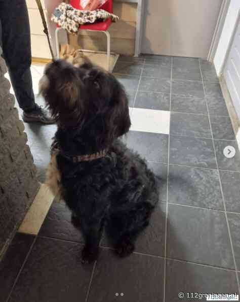 Politie treft loslopende hond aan tijdens nachtdienst (update)